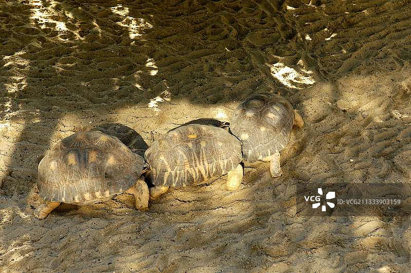 米卢斯动物园里的辐射陆龟图片素材