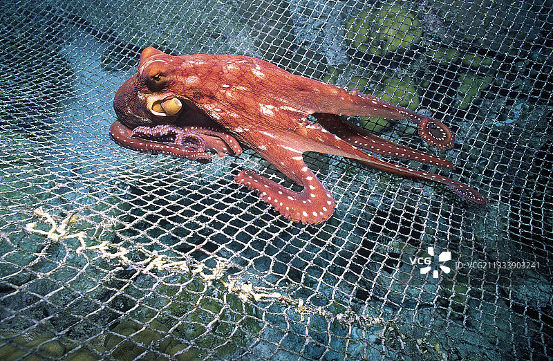 图阿莫土群岛法属波利尼西亚渔网上的一只大蓝章鱼图片素材