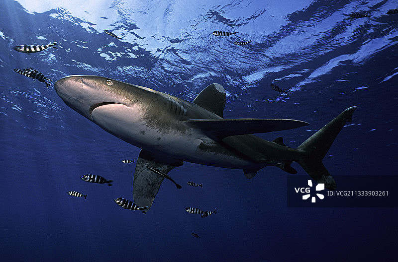 远洋白鳍鲨与领航鱼，埃及图片素材