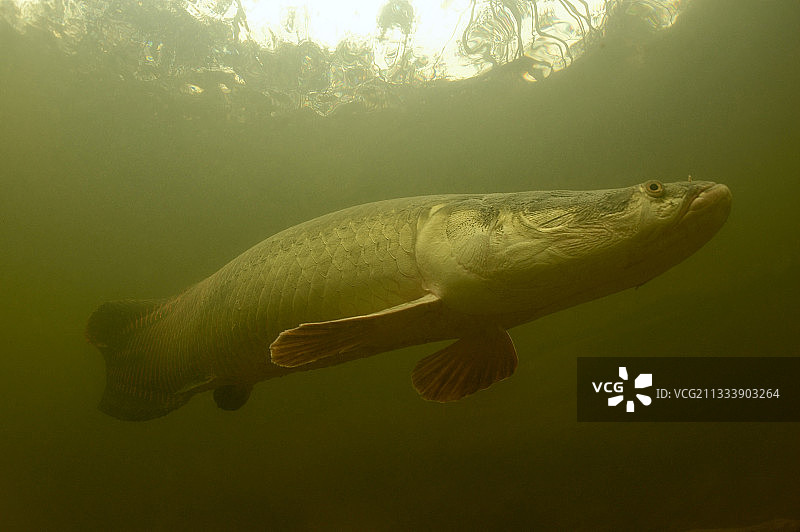 巴西内格罗河巨骨舌鱼图片素材