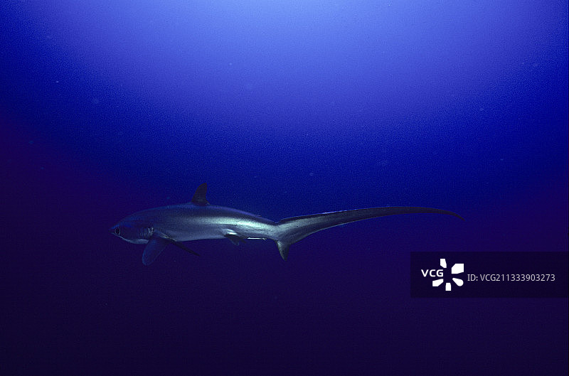 远洋长尾鲨图片素材