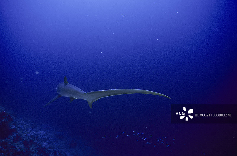 远洋长尾鲨图片素材