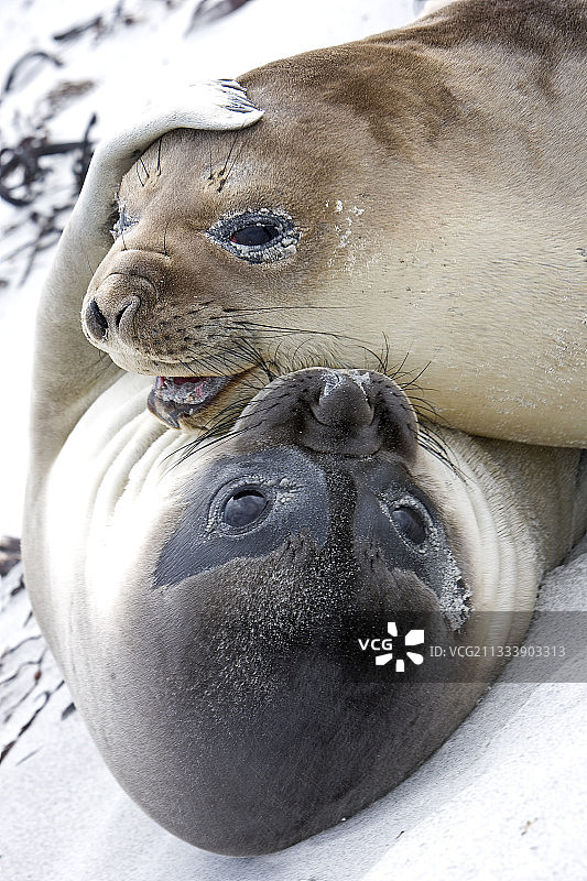 在福克兰群岛拥抱的两只北方象海豹图片素材