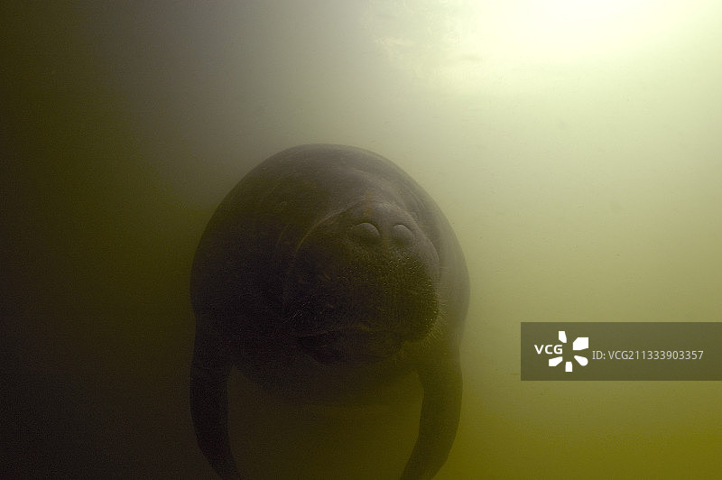 内格罗河巴西亚马逊的亚马逊海牛图片素材