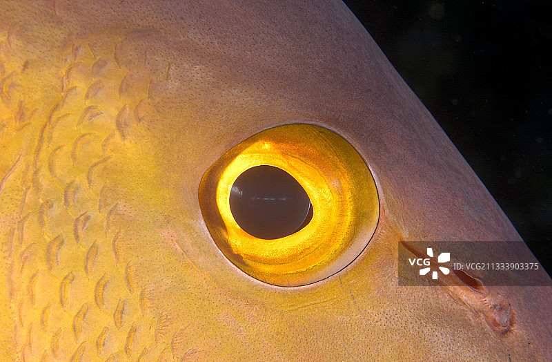 法属波利尼西亚双斑红鲷鱼之眼图片素材