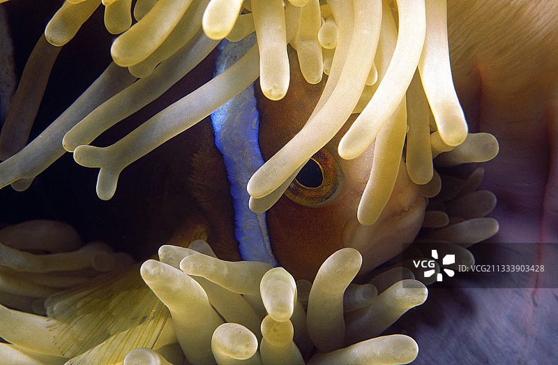 橙色海葵鱼，图阿莫图群岛，法属波利尼西亚图片素材