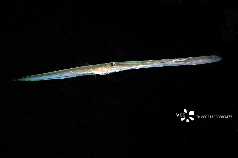 蓝斑鹦鹉鱼（法属波利尼西亚土阿莫土群岛）图片素材