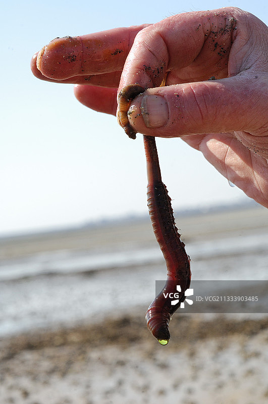 法国雷维尔手中的沙虫图片素材
