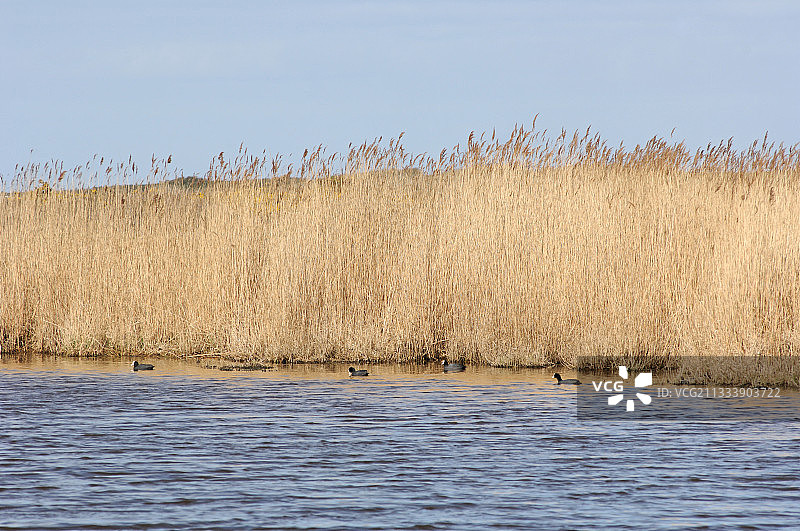 法国加特维尔沼泽中的骨顶鸡图片素材