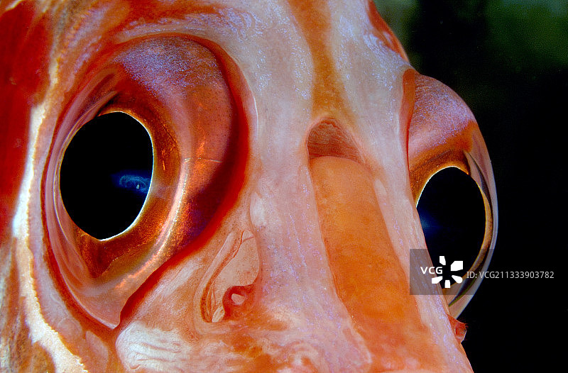 法属波利尼西亚图阿莫图的军刀松鼠鱼一瞥图片素材