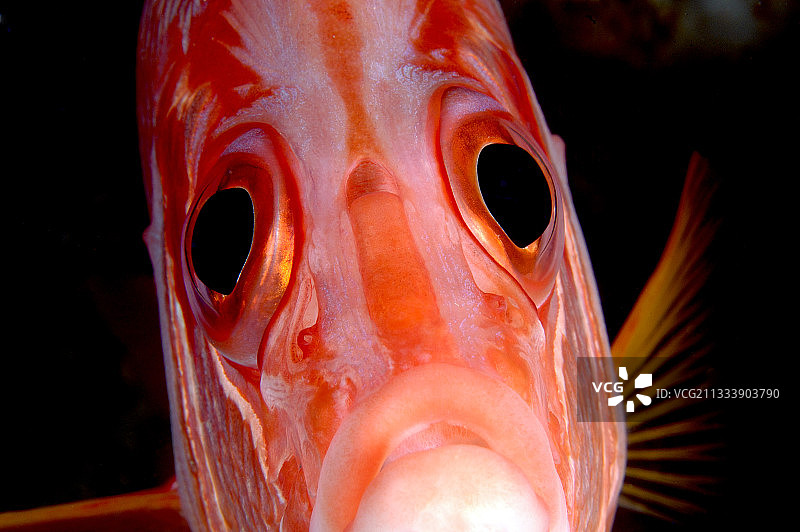 法属波利尼西亚图阿莫图的军刀松鼠鱼肖像图片素材