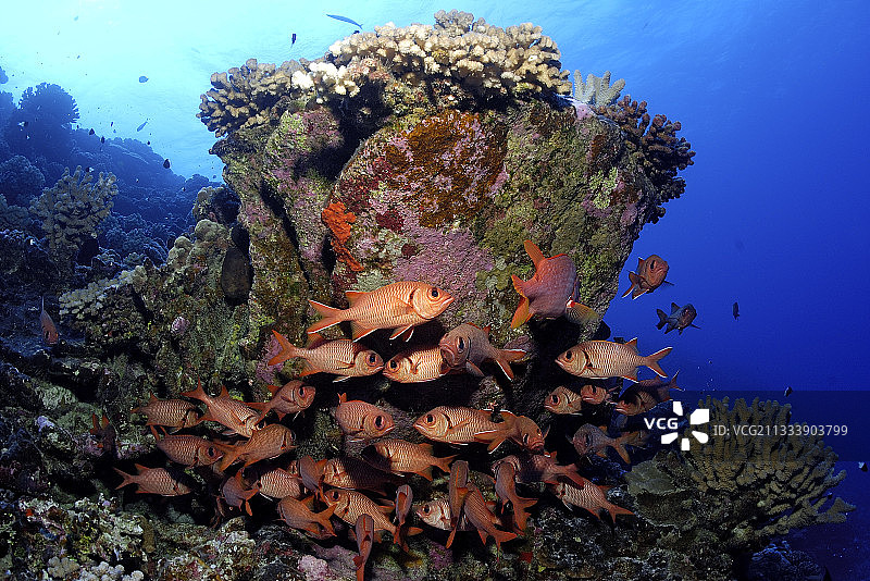 法属波利尼西亚图阿莫图的红眼鱼图片素材