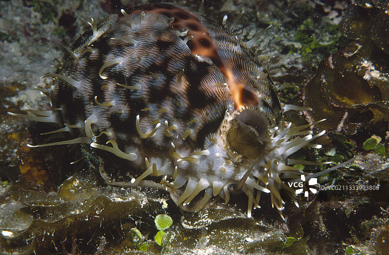 虎斑贝，图阿莫图群岛，法属波利尼西亚图片素材