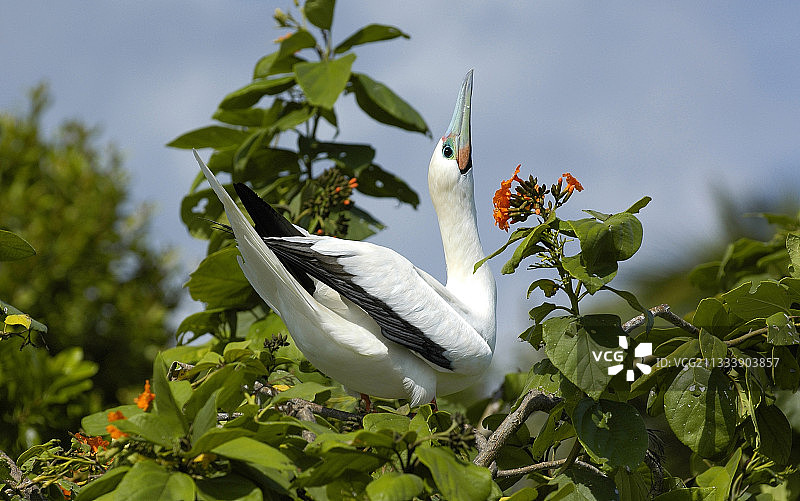加勒比海伯利兹红脚鲣鸟的求偶行为图片素材