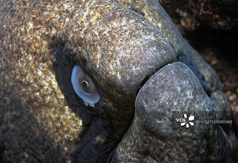 黑颊裸胸鳝画像，法属波利尼西亚马克萨斯群岛希瓦瓦岛图片素材