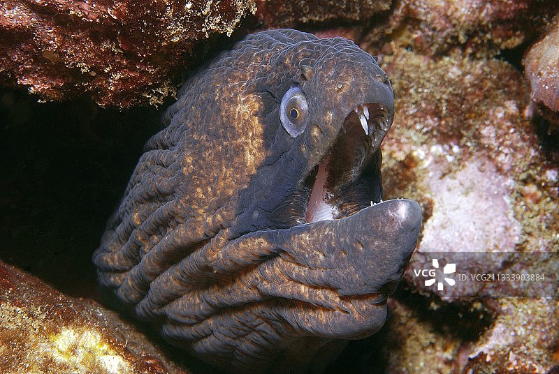 黑颊海鳗，伊瓦瓦岛，马克萨斯群岛，波利尼西亚图片素材