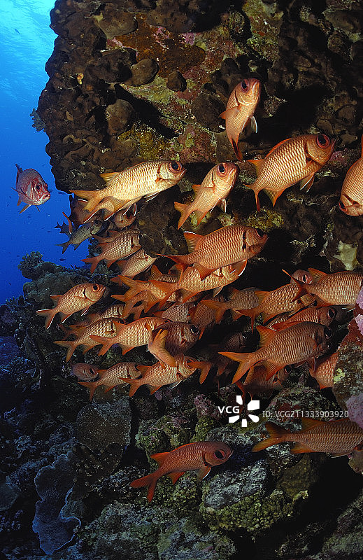 法属波利尼西亚图阿莫图的红眼鱼图片素材