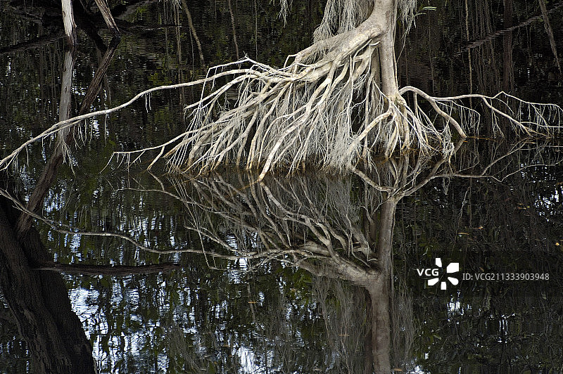 永久性洪水将丹宁酸植物的水染成橙红色图片素材