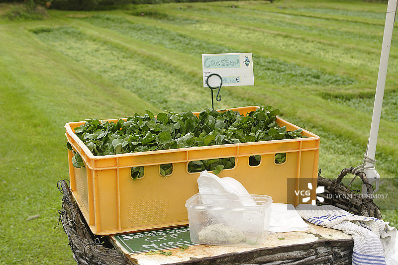 法国莫瓦尼昂埃科勒的两行豆瓣菜图片素材