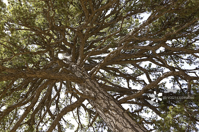奥地利黑松：眺望塞浦路斯，树龄 500 年图片素材