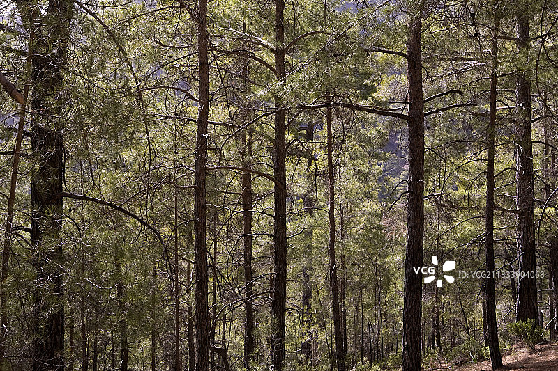 奥地利松树林，塞浦路斯图片素材