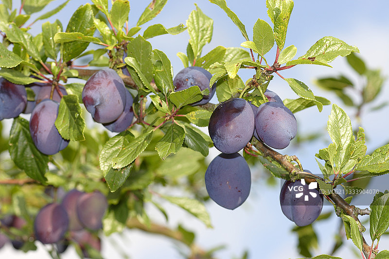 于尔托维尔的堇菜李图片素材