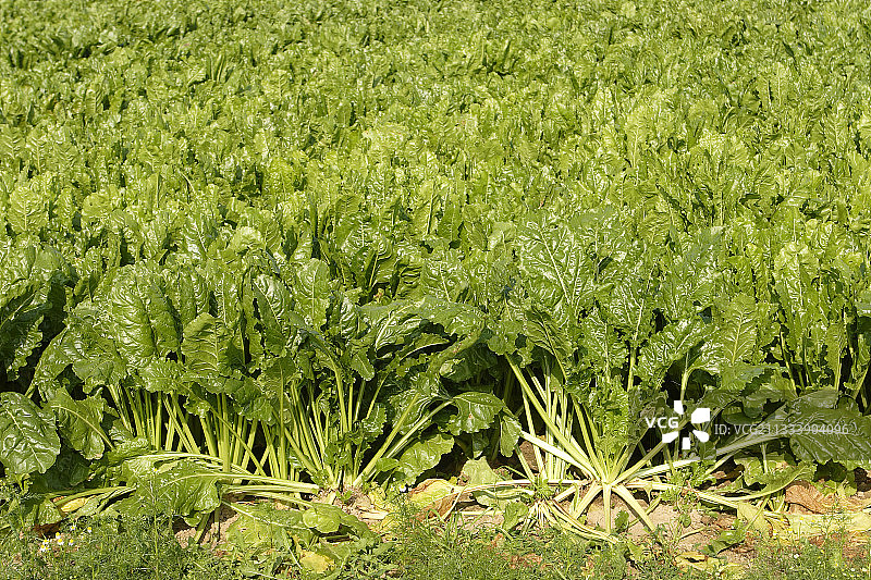 法国格里尼厄斯维尔的甜菜田图片素材