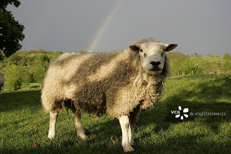 英国科茨沃尔德，暴风雨天空和彩虹下的田野里的公羊图片素材