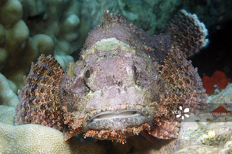 蝎子鱼，法属波利尼西亚马克萨斯群岛伊瓦瓦岛图片素材
