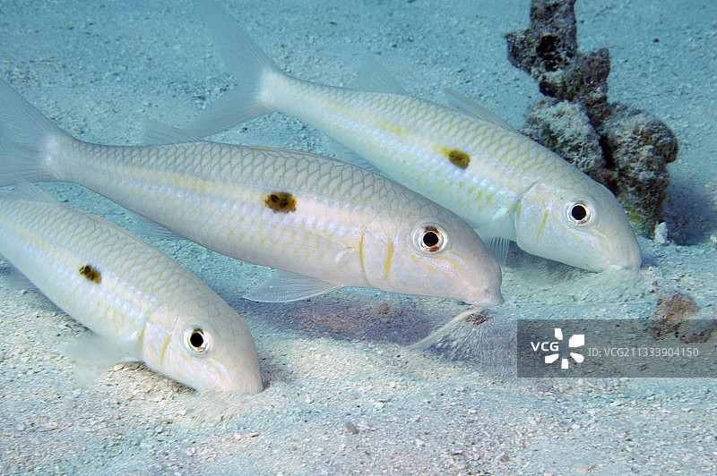 图阿莫图群岛的黄条山羊鱼，法属波利尼西亚图片素材