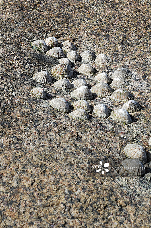 法国科斯克维尔岩石上的笠螺图片素材