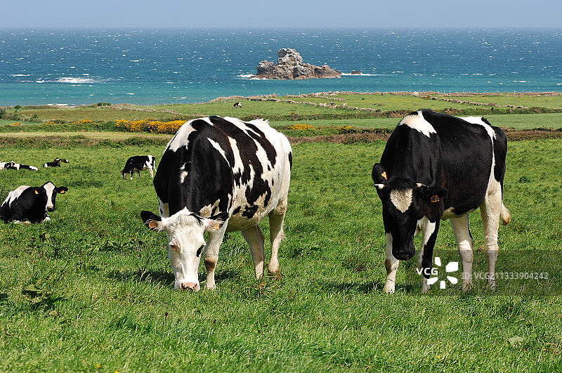 芒什朗德梅附近草地上吃草的奶牛，法国图片素材