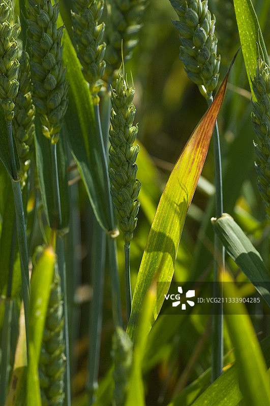 未成熟的谷物穗图片素材