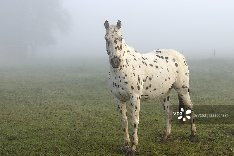 法国塞纳河畔迈勒雷的阿帕卢萨马图片素材