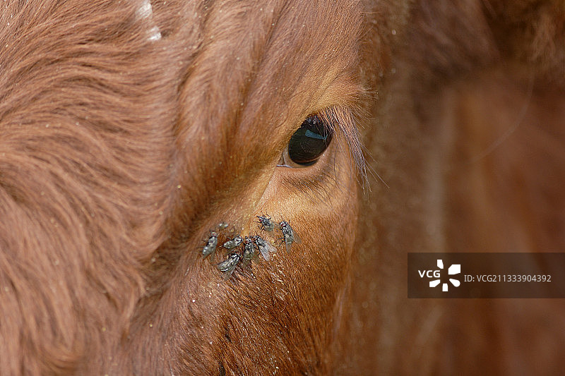 法国瓦尔蒙红草甸的惊鸿一瞥图片素材