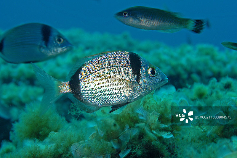 双带鲷，昂比耶地中海，法国图片素材