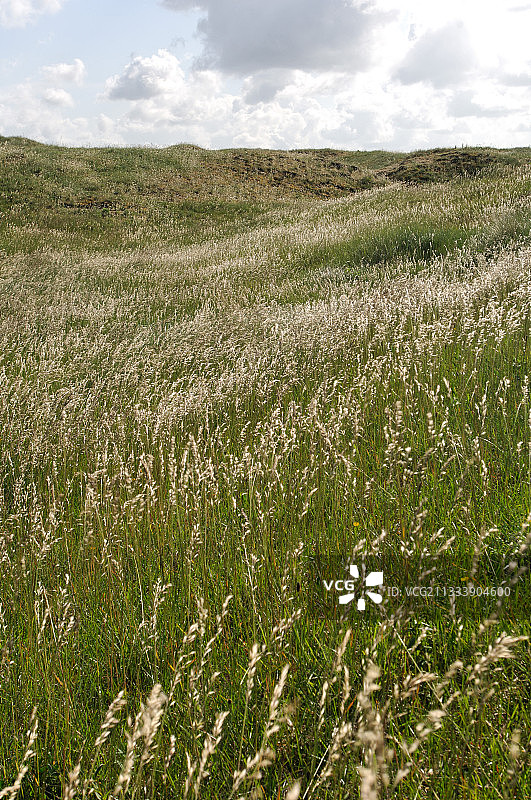 法国卡特雷特海岸的禾本科植物田野图片素材