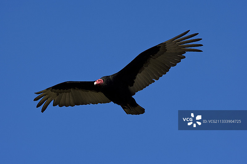 在福克兰群岛飞行的秃鹫图片素材