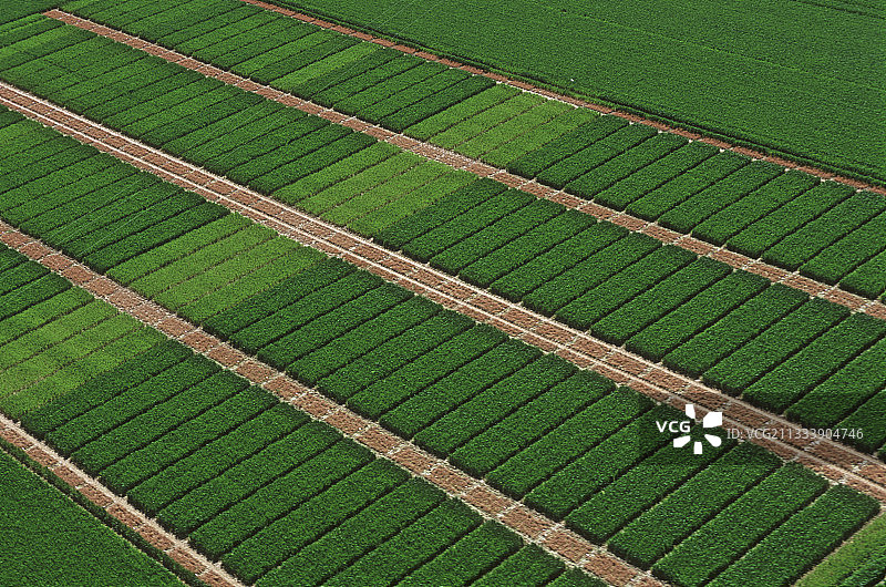 小麦试验田的航拍图片素材