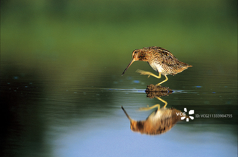 在水中止痒的普通鹬，法国图片素材