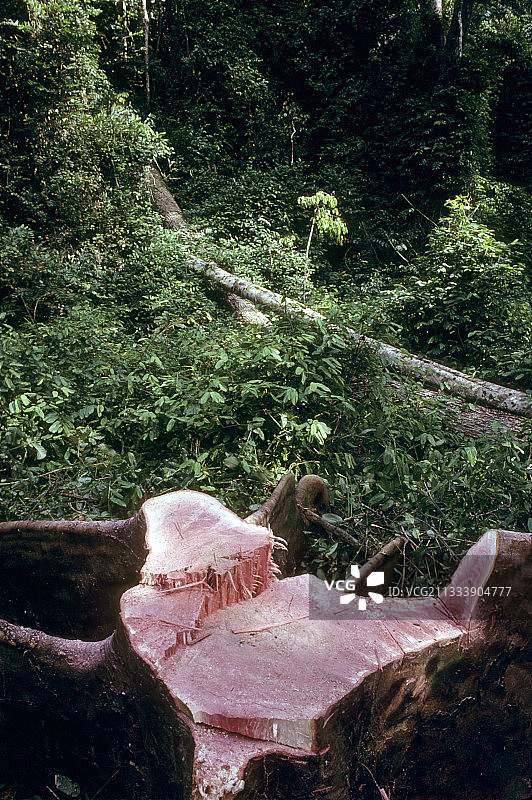 刚果雨林树木与森林砍伐图片素材
