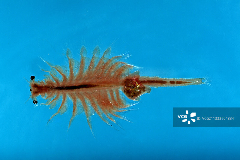 鱼缸用丰年虾饲料图片素材