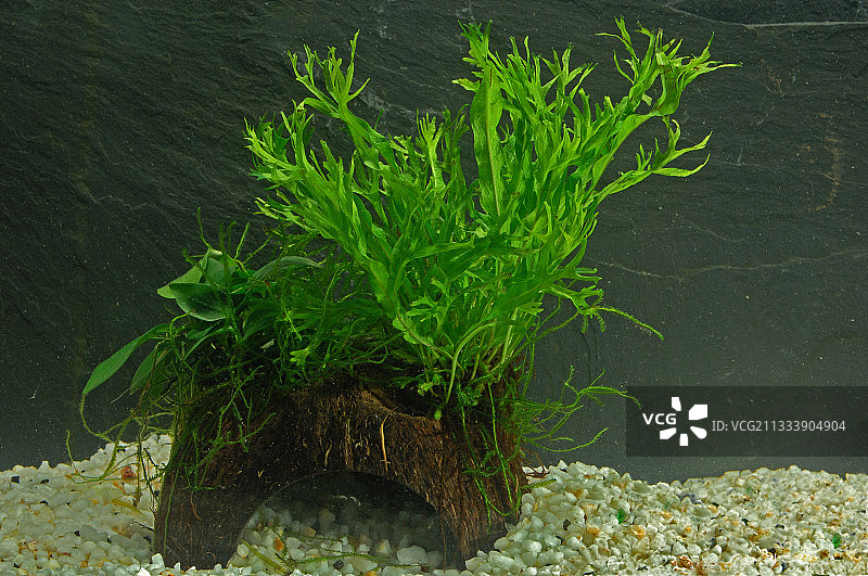 水族箱淡水热带水生植物图片素材