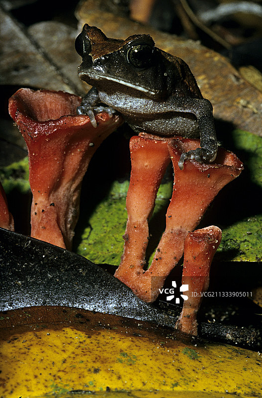 喀麦隆西南地区图片素材