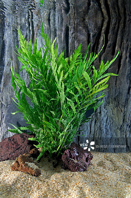 非洲水蕨热带淡水水族箱图片素材