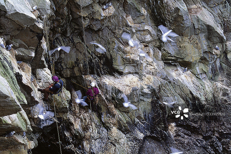 绳降悬崖研究法国海鸟种群图片素材