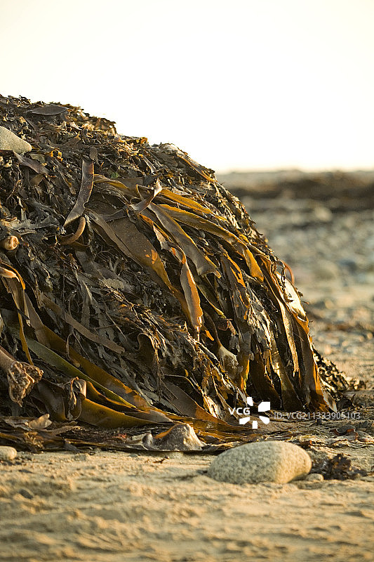 塔爾貝海灘上的海藻（法国）图片素材