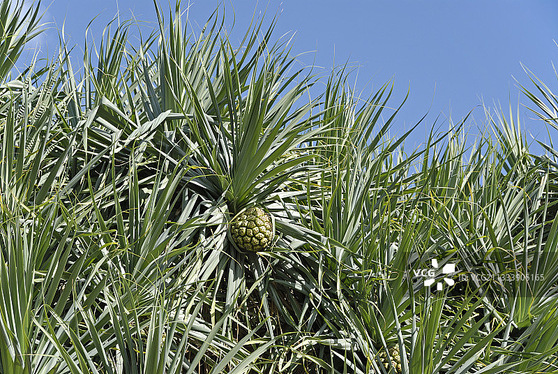 新喀里多尼亚的树叶和水果图片素材