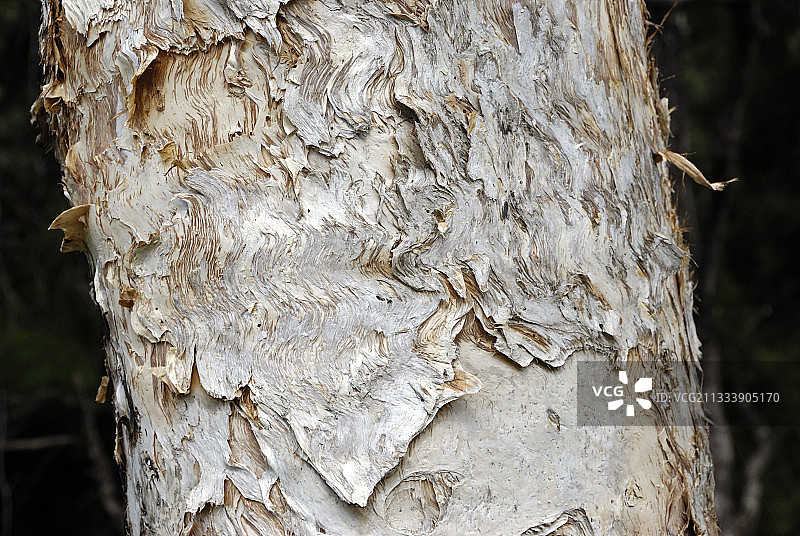 Punktree树皮图片素材