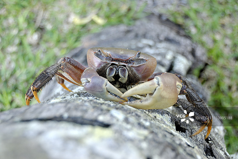 陆生蟹爬上树干，新喀里多尼亚图片素材